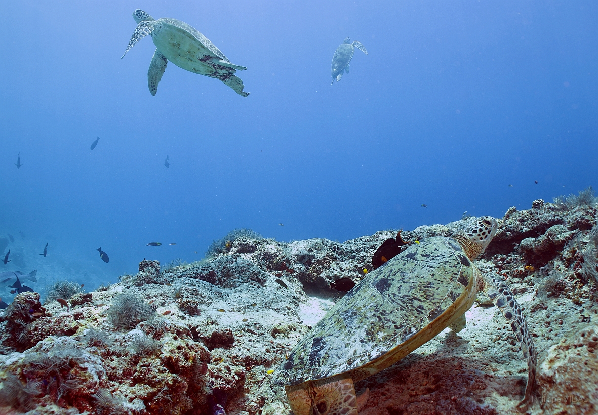 Sipadan_2015_Tortue Franche_Chelonia mydas_IMG_3006_rc.jpg
